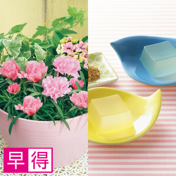 【早得】アサミグリーンプランツ カーネーションの寄せ植え（SUSTEE付）＋坂利製麺所 葛餅【母の日】 商品サムネイル